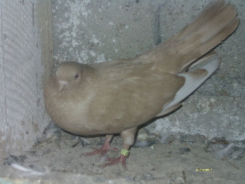  - galateni matca 2017