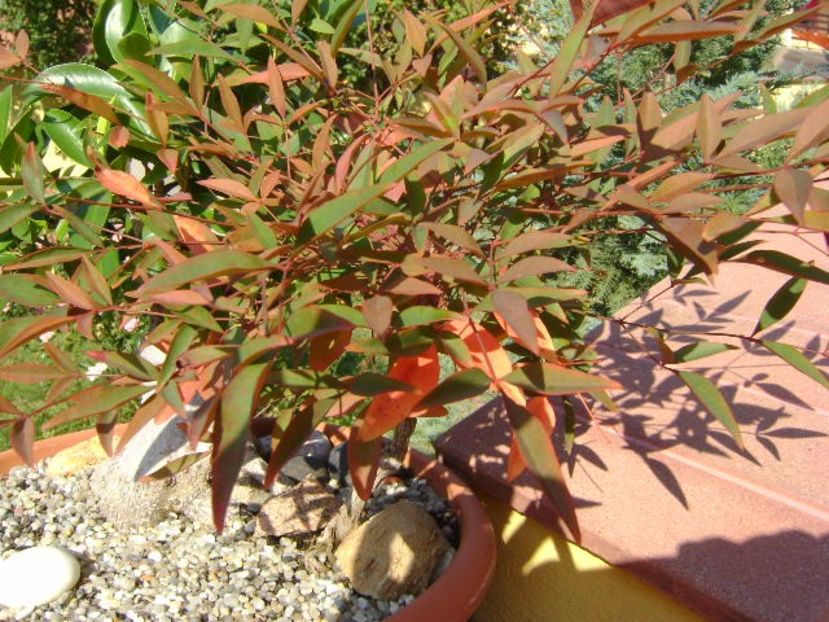Nandina domestica (Sacred bamboo) - Bonsai si prebonsai 2016-2017