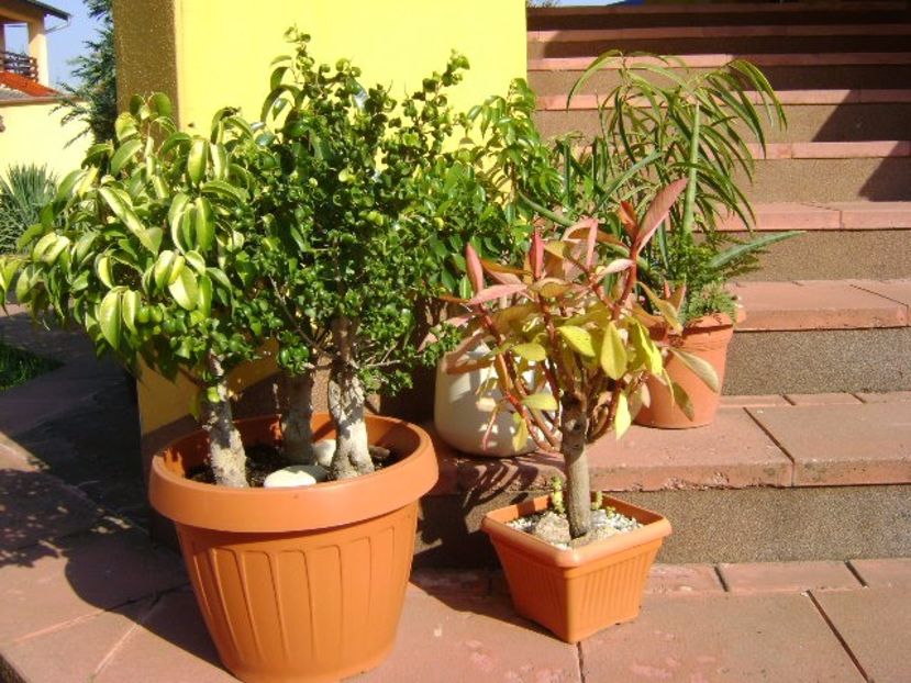 Diverse varietati de ficus - Bonsai si prebonsai 2016-2017