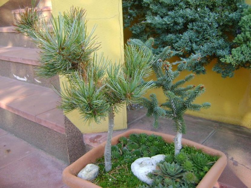 Abies pinsapo & Pinus ”Shizukagoten” - Bonsai si prebonsai 2016-2017