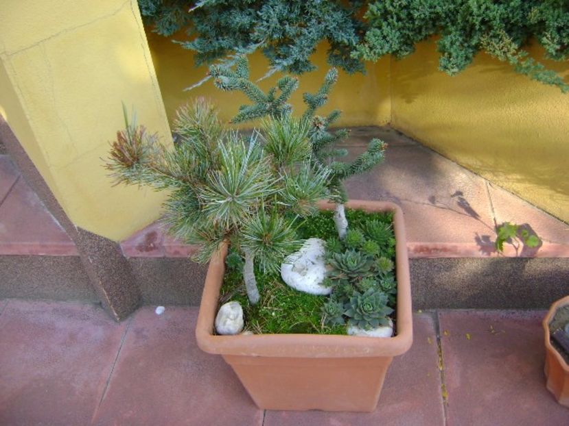 Abies pinsapo & Pinus ”Shizukagoten” - Bonsai si prebonsai 2016-2017