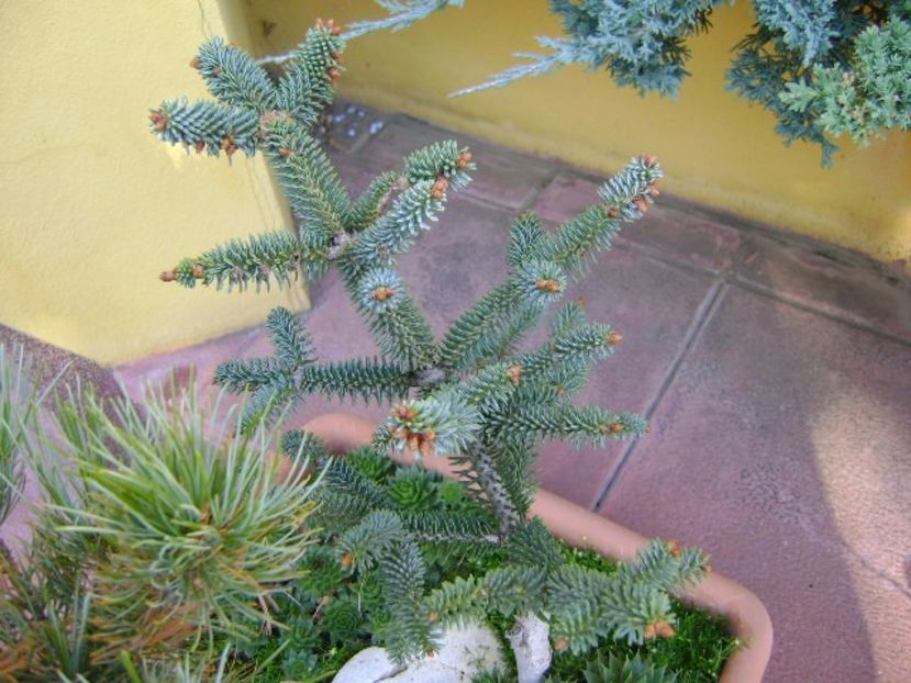 Abies pinsapo - Bonsai si prebonsai 2016-2017