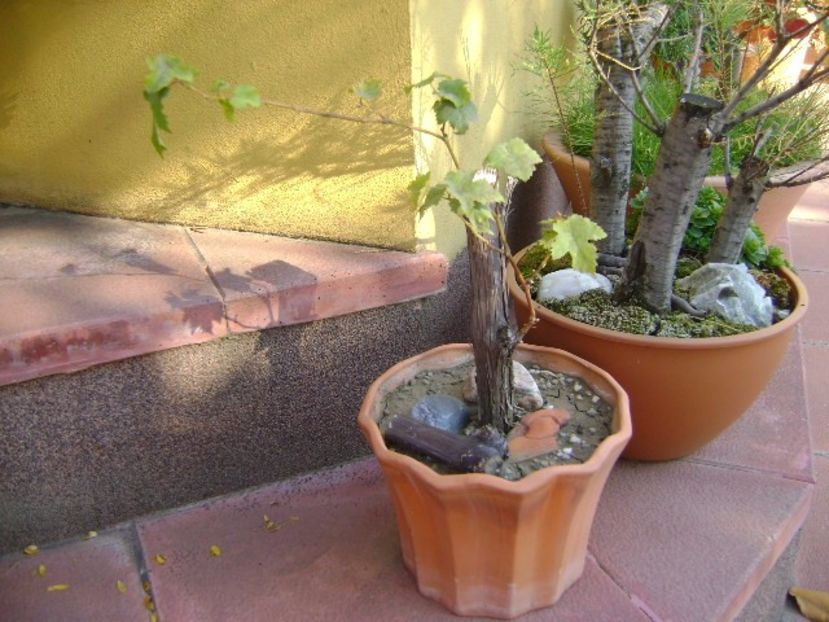 Grup de bonsai si prebonsai - Bonsai si prebonsai 2016-2017