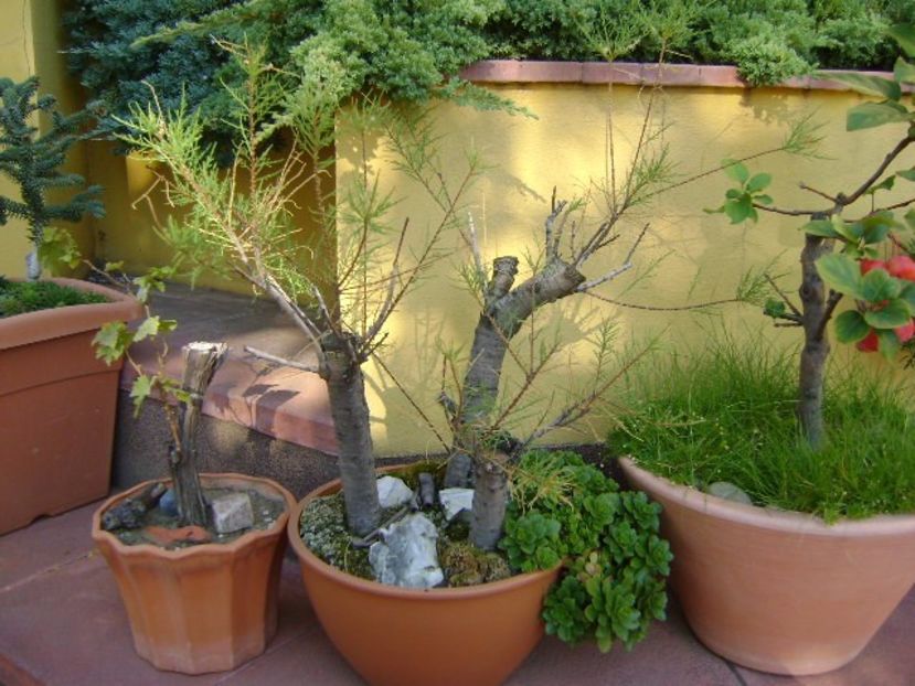 Grup de bonsai si prebonsai - Bonsai si prebonsai 2016-2017