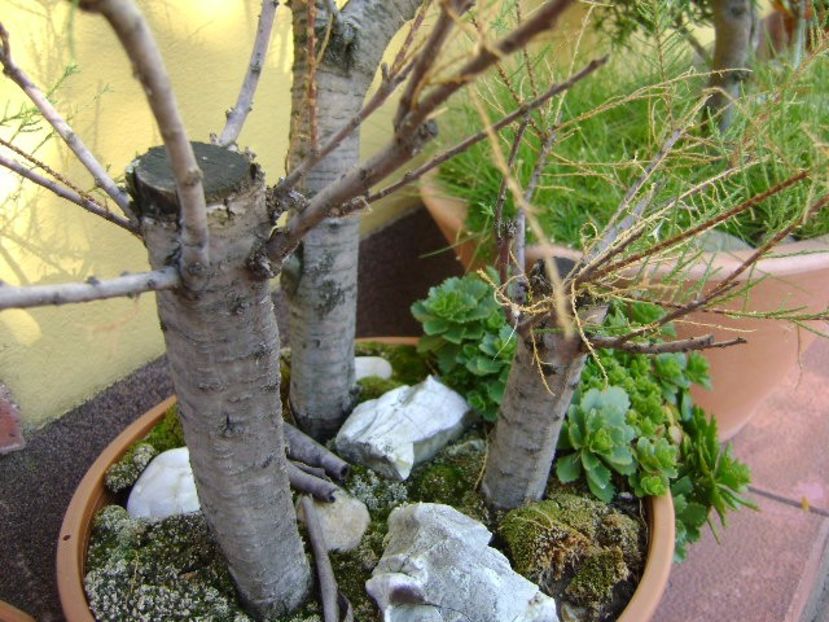 Tamarix - Bonsai si prebonsai 2016-2017