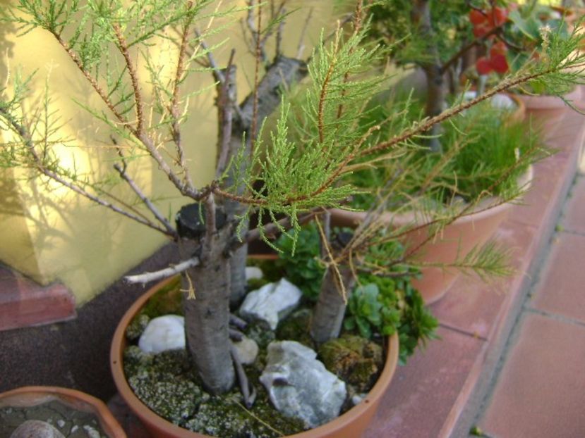 Tamarix - Bonsai si prebonsai 2016-2017