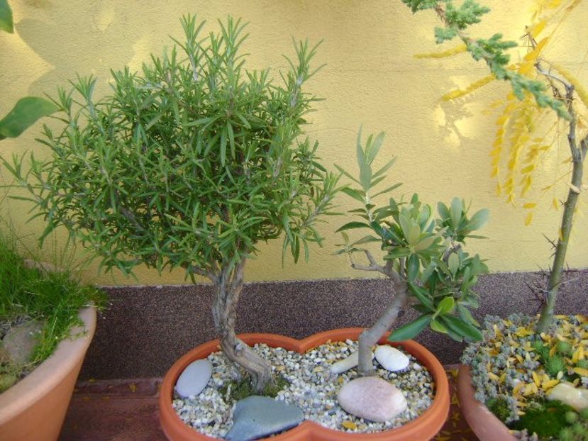 Grup de bonsai si prebonsai - Bonsai si prebonsai 2016-2017