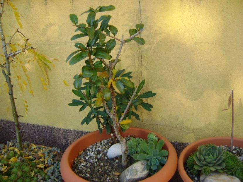 Rodiu (Punica granatum “Lagrelliae”) - Bonsai si prebonsai 2016-2017