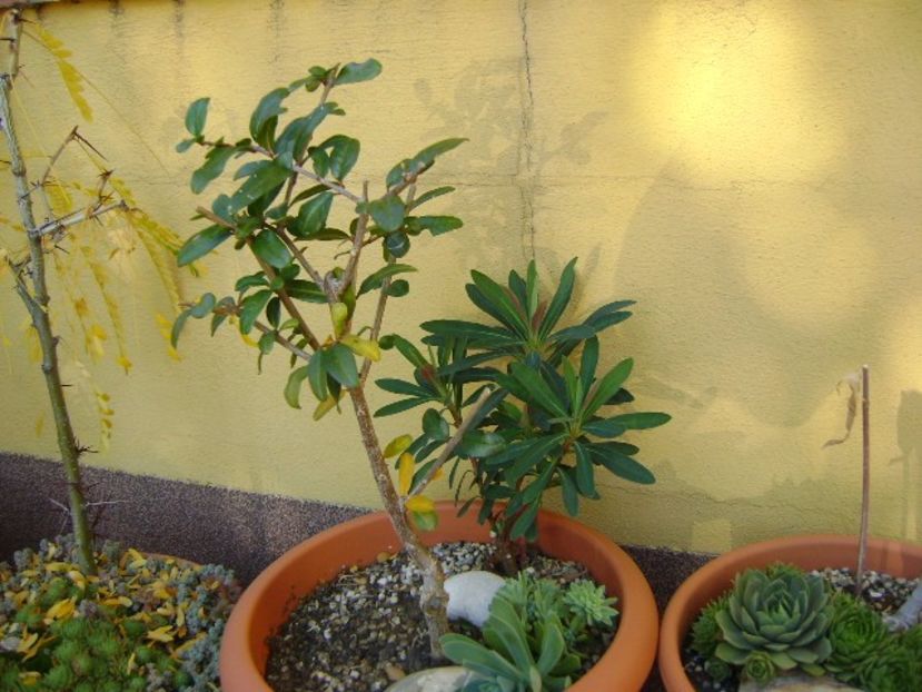 Rodiu (Punica granatum “Lagrelliae”) - Bonsai si prebonsai 2016-2017