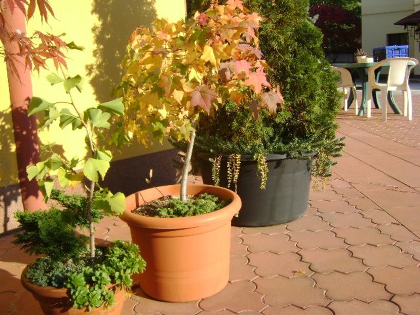 Grup de bonsai si prebonsai - Bonsai si prebonsai 2016-2017