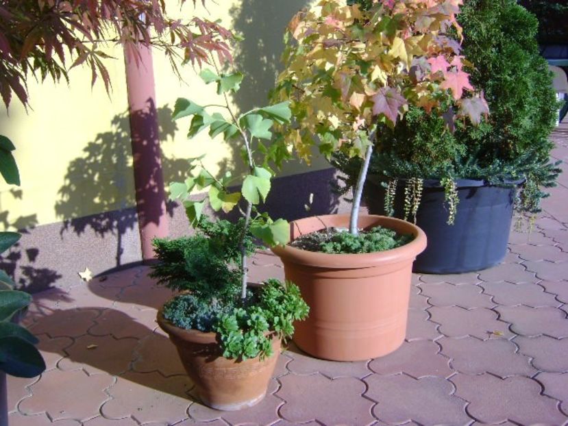 Grup de bonsai si prebonsai - Bonsai si prebonsai 2016-2017