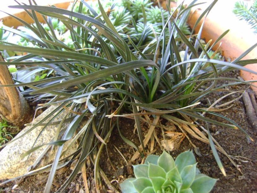 Barba sarpelui (Ophiopogon planiscapus) - Bonsai si prebonsai 2016-2017