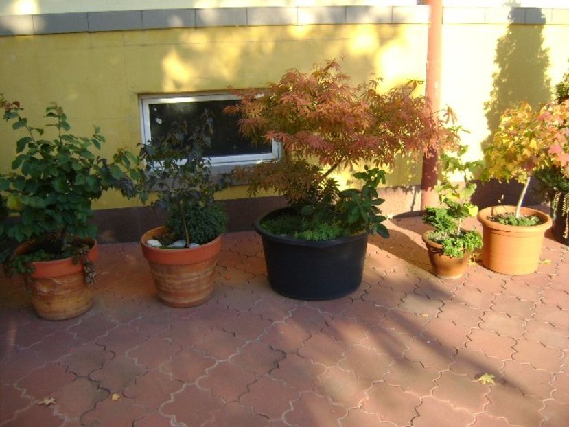 Grup de bonsai si prebonsai - Bonsai si prebonsai 2016-2017