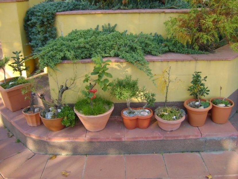 Grup de bonsai si prebonsai - Bonsai si prebonsai 2016-2017