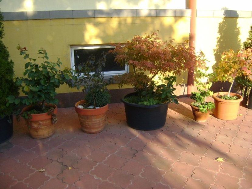 Grup de bonsai si prebonsai - Bonsai si prebonsai 2016-2017