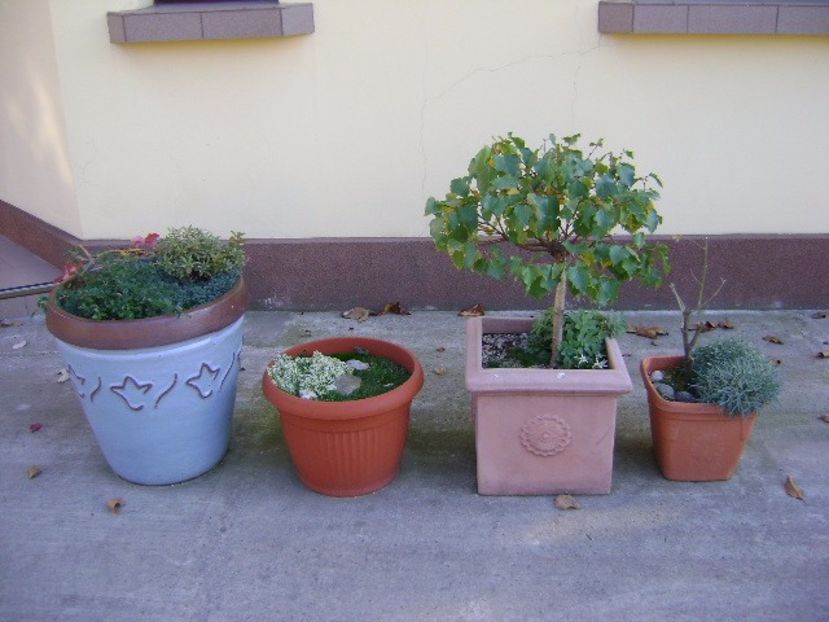 Grup de bonsai si prebonsai - Bonsai si prebonsai 2016-2017