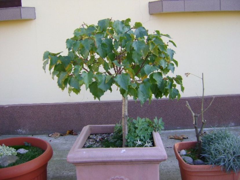 Mesteacan alb - Bonsai si prebonsai 2016-2017