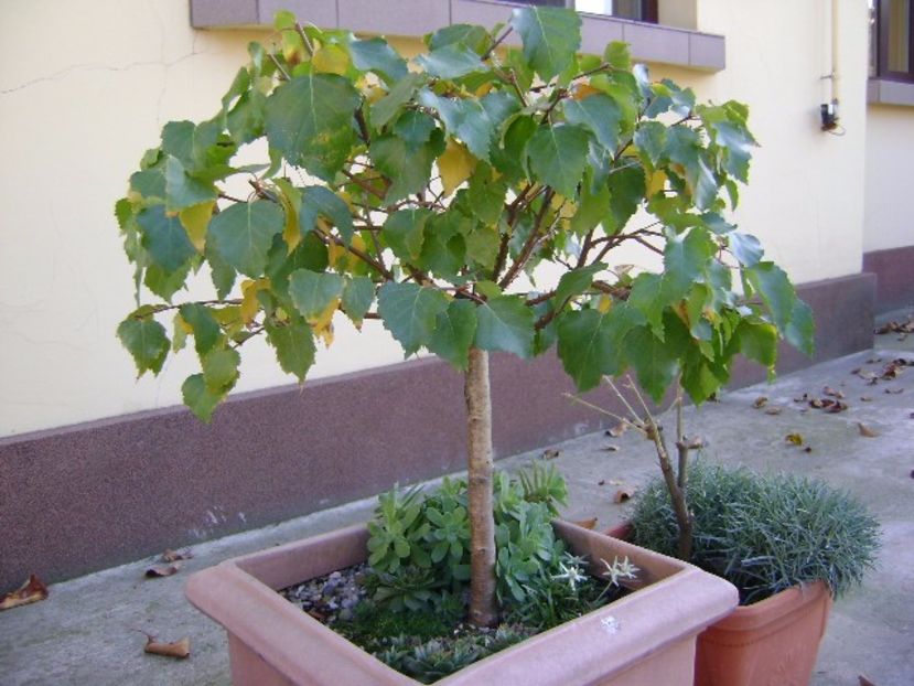Mesteacan alb - Bonsai si prebonsai 2016-2017