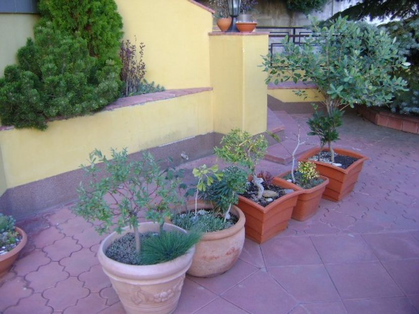 Grup de bonsai si prebonsai - Bonsai si prebonsai 2016-2017