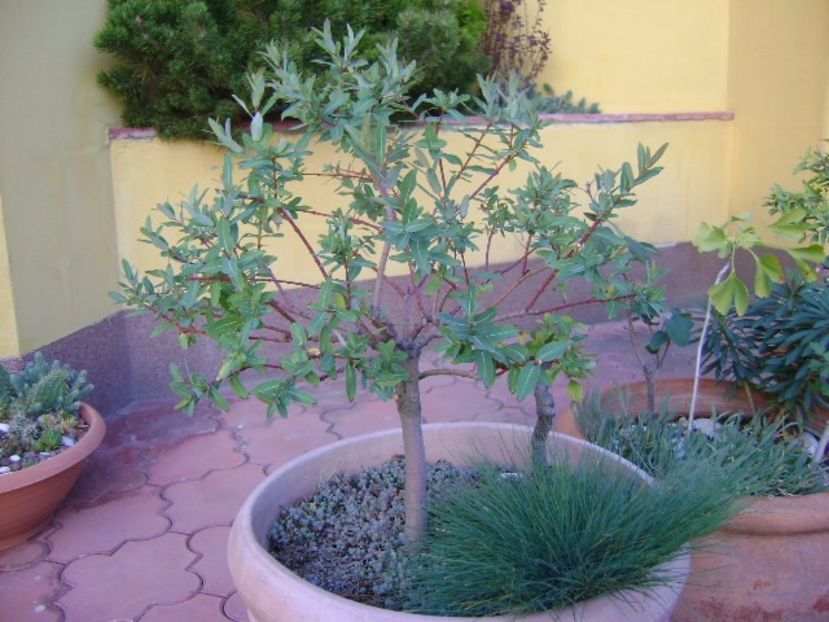 Grup de bonsai si prebonsai - Bonsai si prebonsai 2016-2017