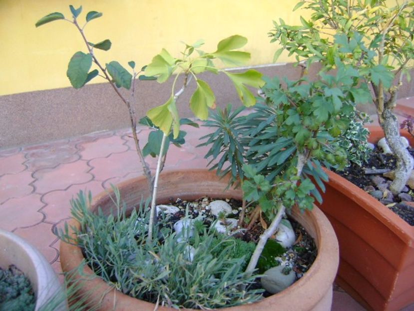 Grup de bonsai si prebonsai - Bonsai si prebonsai 2016-2017
