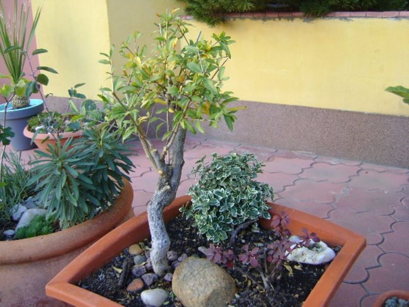 Rodiu - Bonsai si prebonsai 2016-2017