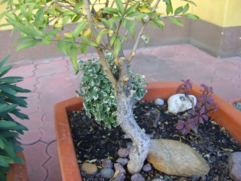 Rodiu - Bonsai si prebonsai 2016-2017