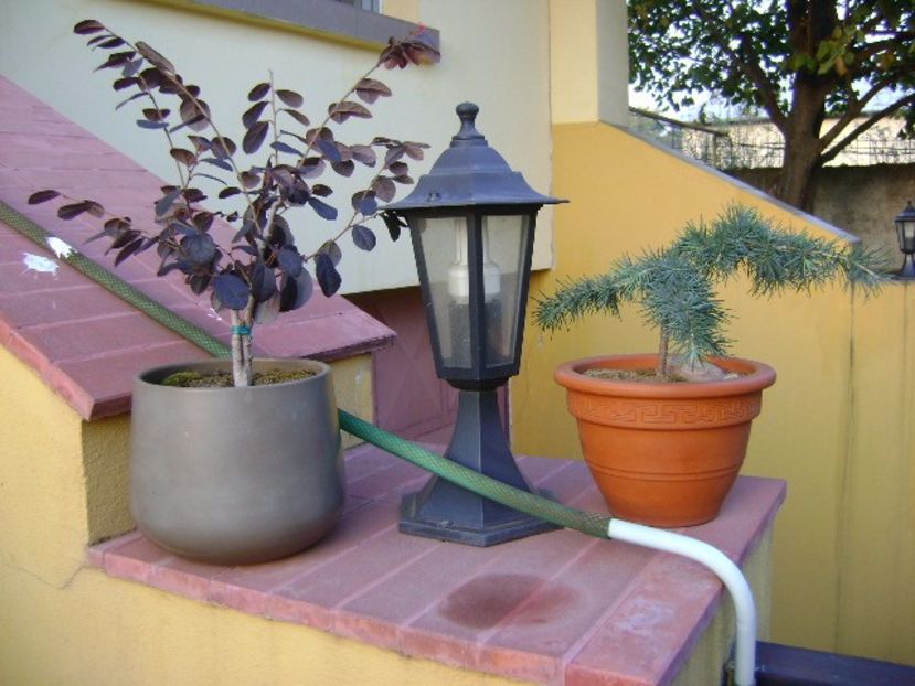 Loropetalum chinensis & Cedrus deodara "feeling blue" - Bonsai si prebonsai 2016-2017