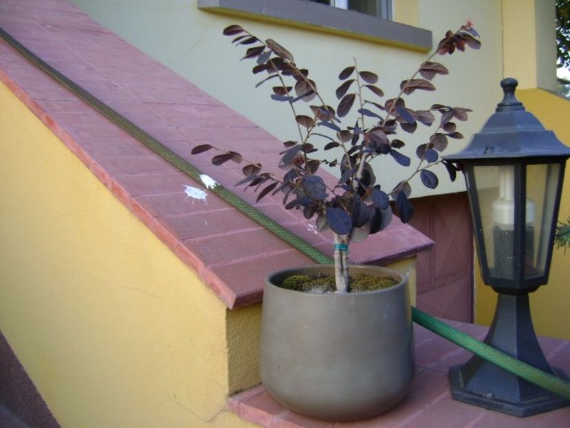 Loropetalum chinensis - Bonsai si prebonsai 2016-2017