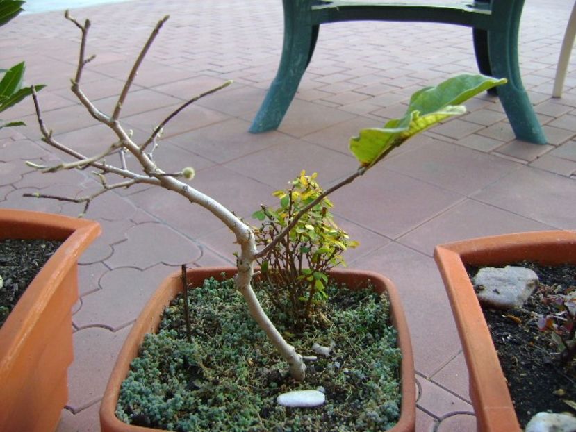 Magnolia stellata - Bonsai si prebonsai 2016-2017