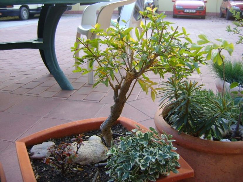 Rodiu - Bonsai si prebonsai 2016-2017