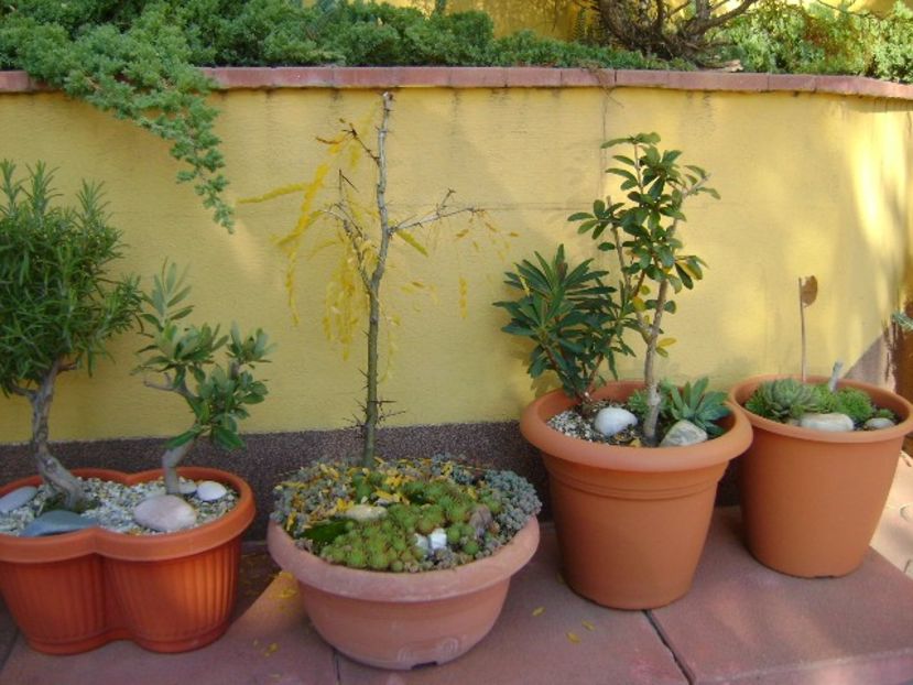 Forme si culori la sfarsit de octombrie - Toamna 2016-2017