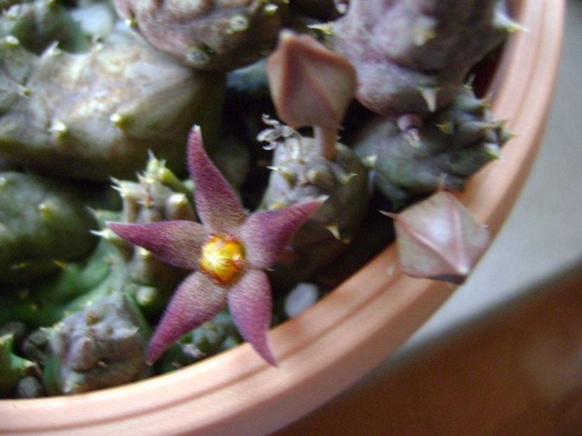 Piaranthus geminatus v. foetidus - Stapeliade 2017