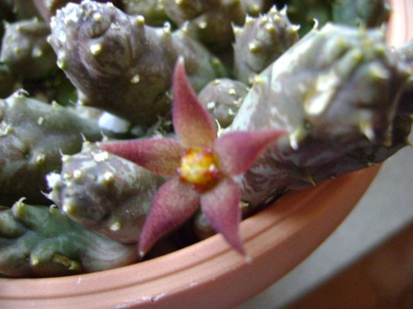 Piaranthus geminatus v. foetidus - Stapeliade 2017