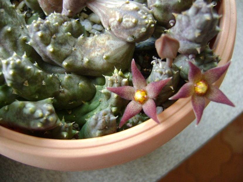 Piaranthus geminatus v. foetidus - Stapeliade 2017