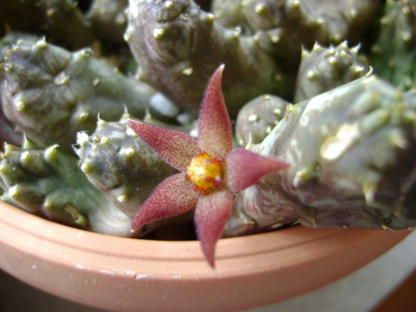 Piaranthus geminatus v. foetidus - Stapeliade 2017