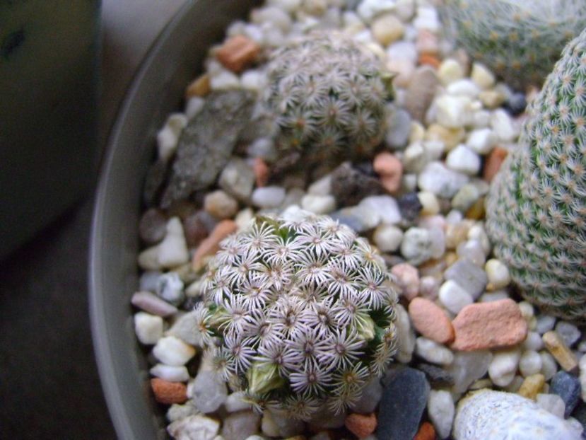 Mammillaria hernandezii - Cactusi 2017 final de an