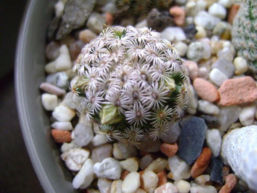 Mammillaria hernandezii - Cactusi 2017 final de an