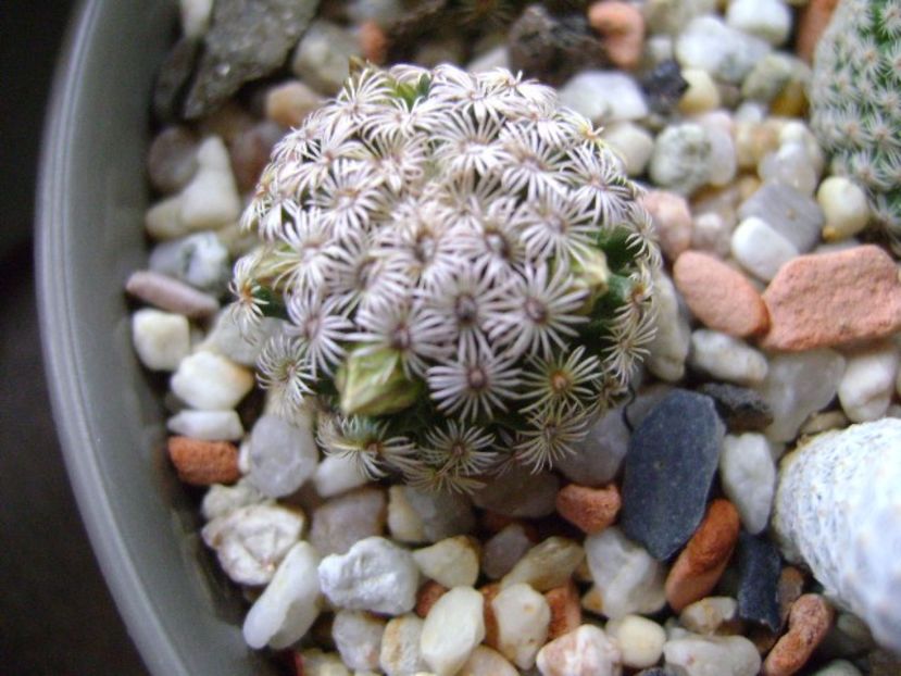 Mammillaria hernandezii - Cactusi 2017 final de an