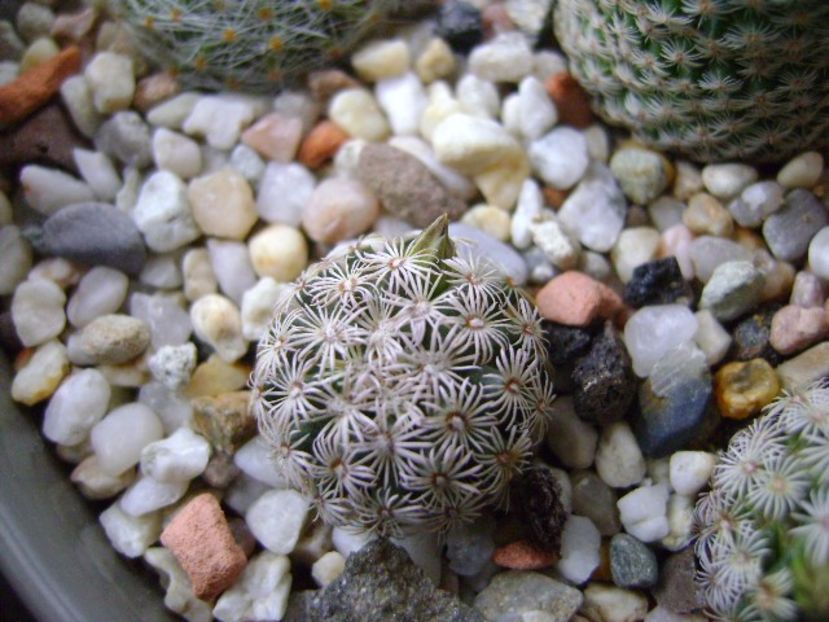 Mammillaria hernandezii - Cactusi 2017 final de an