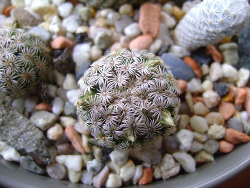 Mammillaria hernandezii - Cactusi 2017 final de an