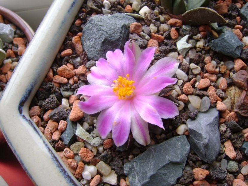 Ariocarpus kotschoubeyanus v. macdowellii - Cactusi 2017 final de an