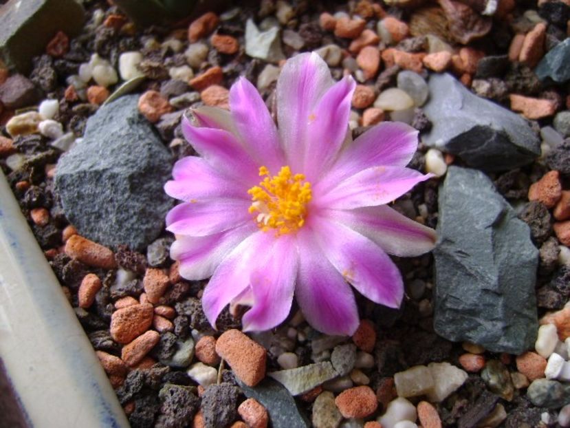 Ariocarpus kotschoubeyanus v. macdowellii - Cactusi 2017 final de an