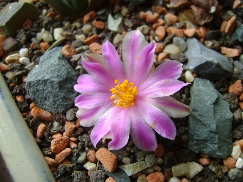 Ariocarpus kotschoubeyanus v. macdowellii - Cactusi 2017 final de an
