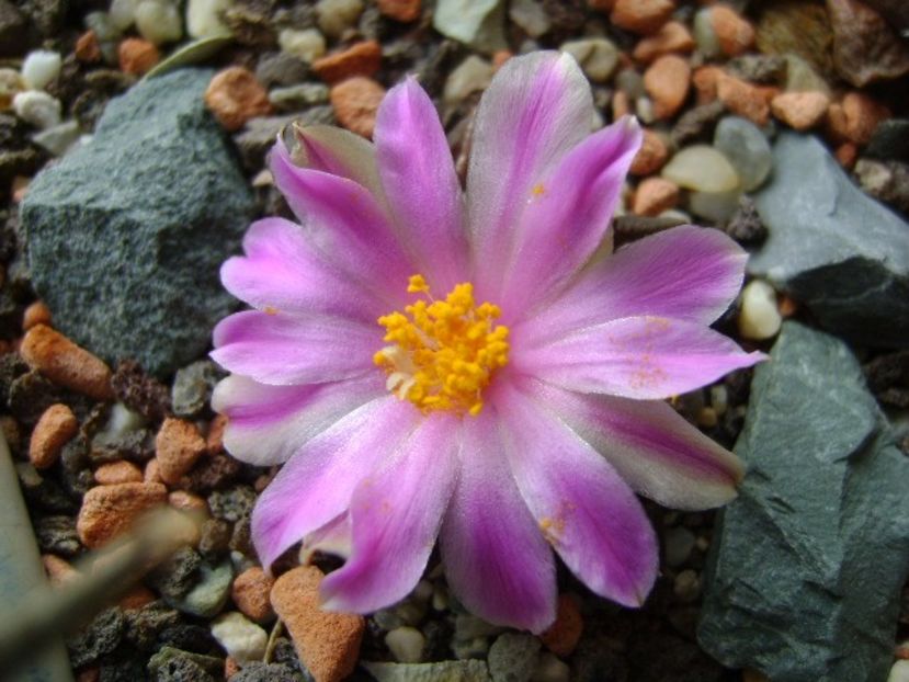 Ariocarpus kotschoubeyanus v. macdowellii - Cactusi 2017 final de an