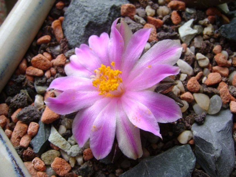 Ariocarpus kotschoubeyanus v. macdowellii - Cactusi 2017 final de an