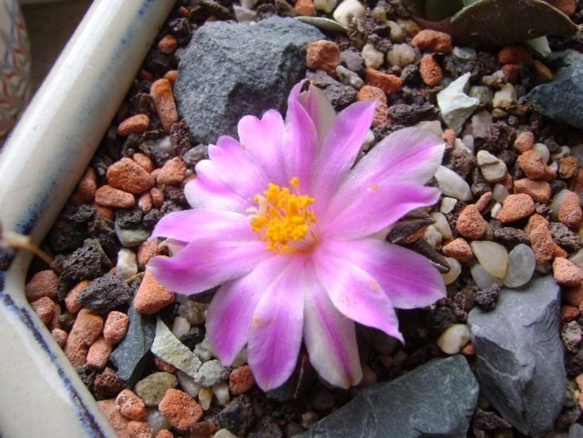 Ariocarpus kotschoubeyanus v. macdowellii - Cactusi 2017 final de an