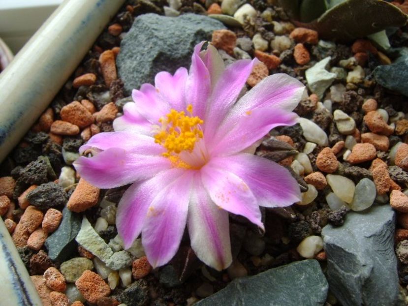Ariocarpus kotschoubeyanus v. macdowellii - Cactusi 2017 final de an
