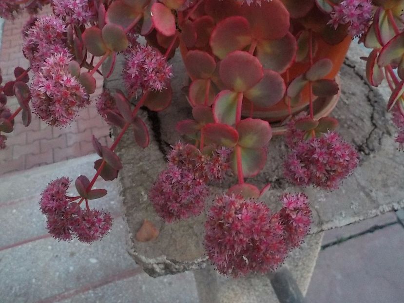  - Genul Sedum