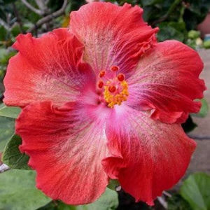 Moorea Rita [Not Registered] - Seminte hibiscus tropical de Moorea octombrie 2017